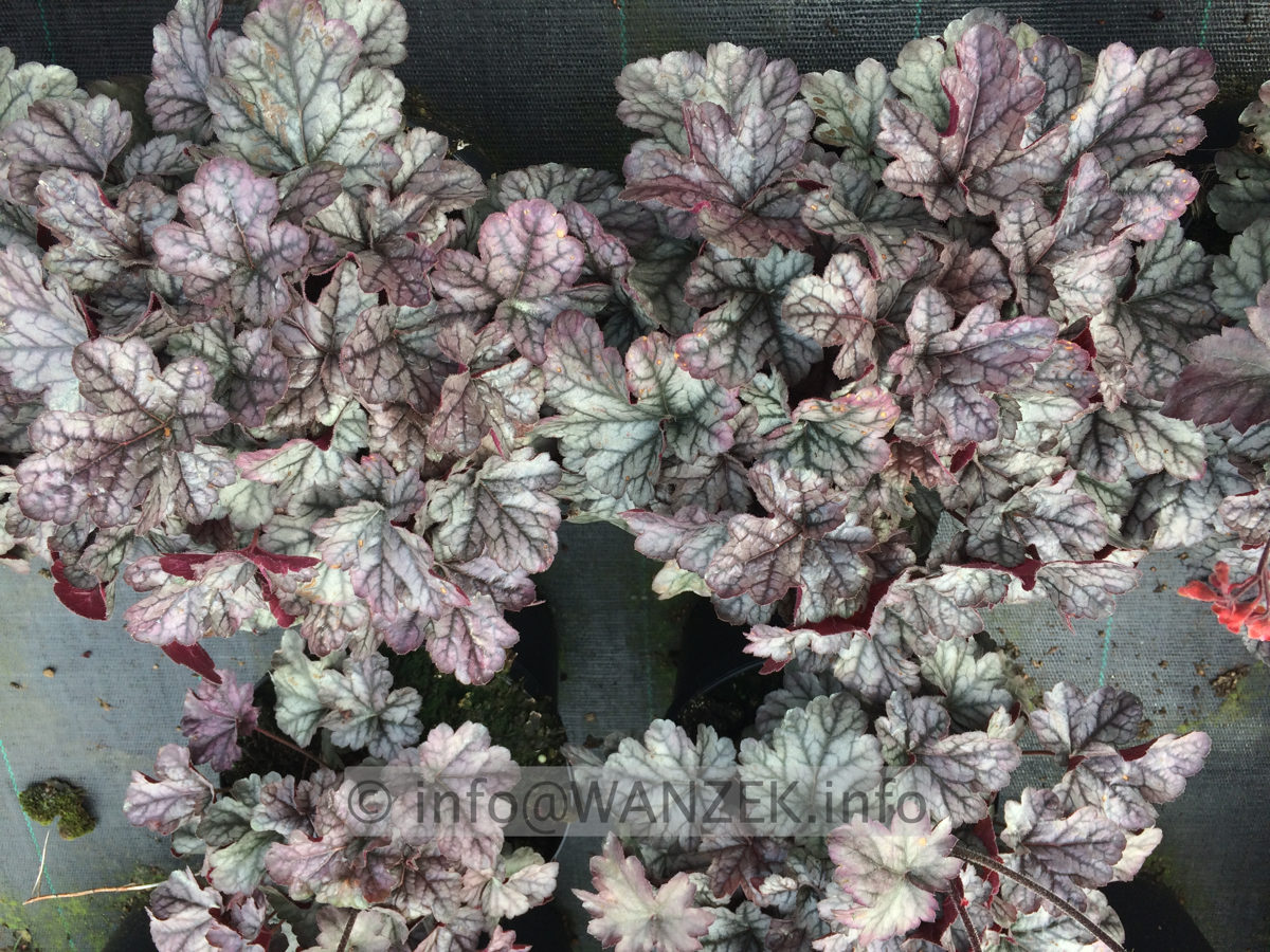Heuchera Hybride Cinnabar Silver 01.JPG